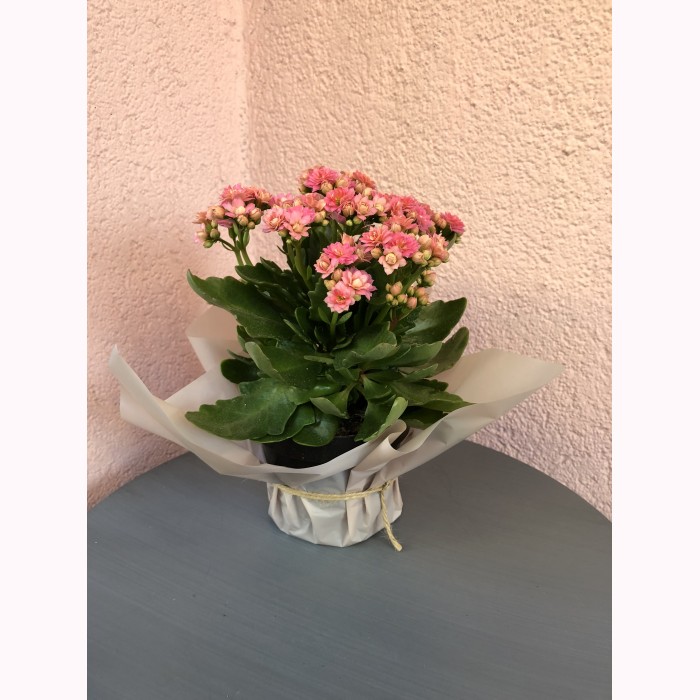 Каланхое