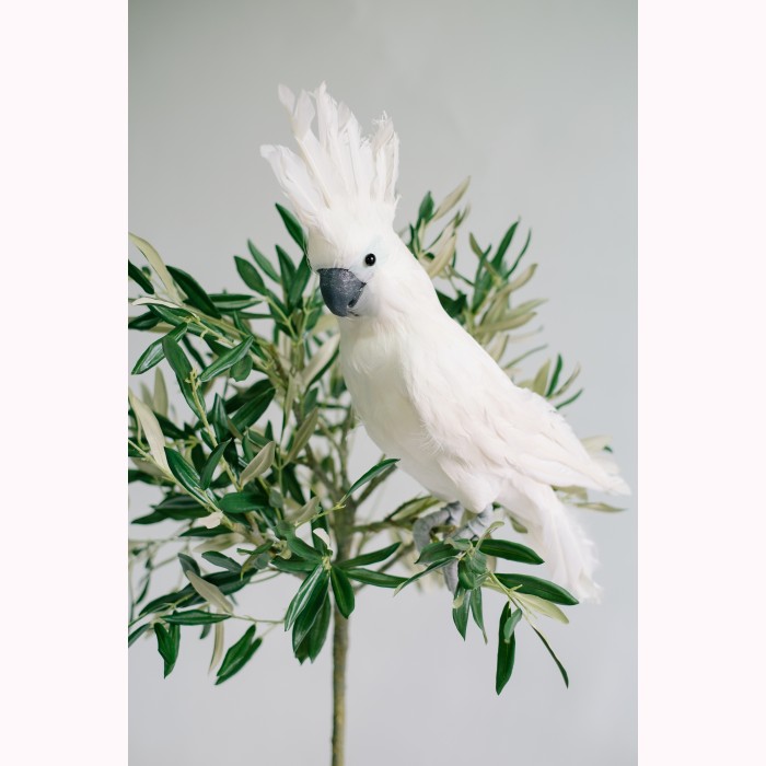 Parrot white feather 50cm